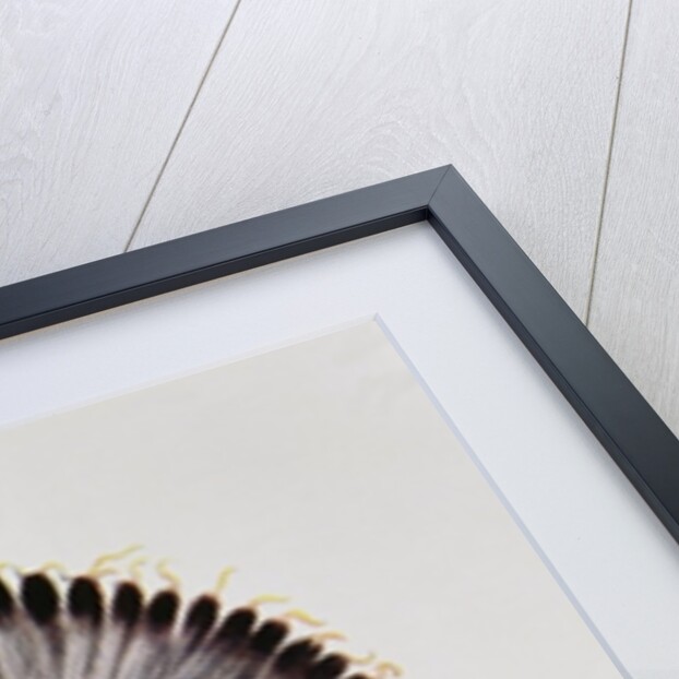 Petalesharro, a Pawnee Brave by American School