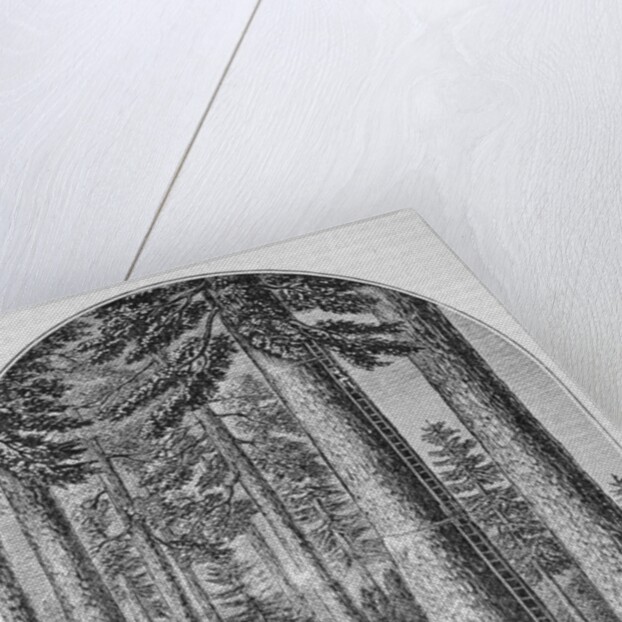 Mammoth tree grove in the Valley of the Calaveras by American School