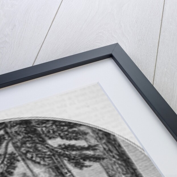 Mammoth tree grove in the Valley of the Calaveras by American School