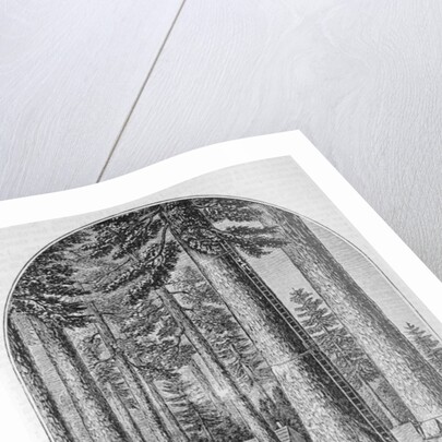 Mammoth tree grove in the Valley of the Calaveras by American School