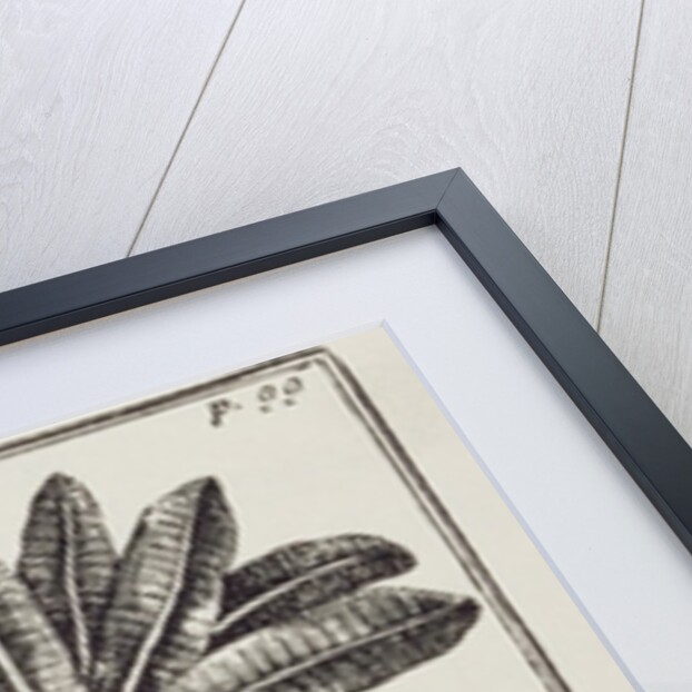 A Capivard or Water Hog at the Foot of a Bananier, from de Gennes' 'Voyage to the Straits of Magellan', by the Sieur Froger, 1698 by American School