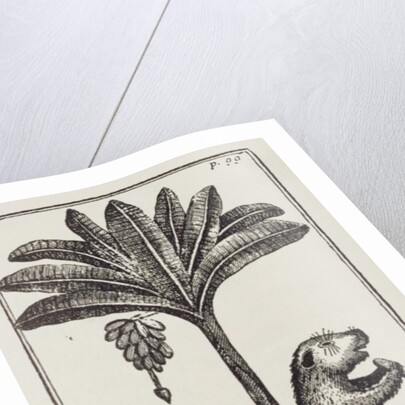 A Capivard or Water Hog at the Foot of a Bananier, from de Gennes' 'Voyage to the Straits of Magellan', by the Sieur Froger, 1698 by American School