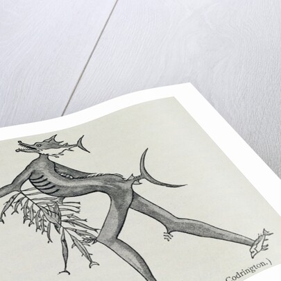 Melanesian sea deity by English School