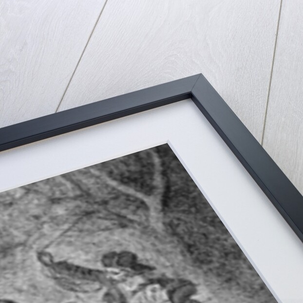 Roping a Grizzly by Felix Octavius Carr (after) Darley