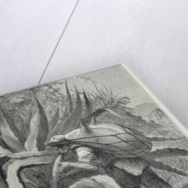 Extracting Pulque by Edouard Riou