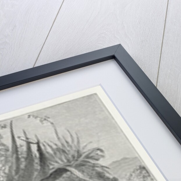 Extracting Pulque by Edouard Riou