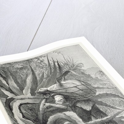 Extracting Pulque by Edouard Riou