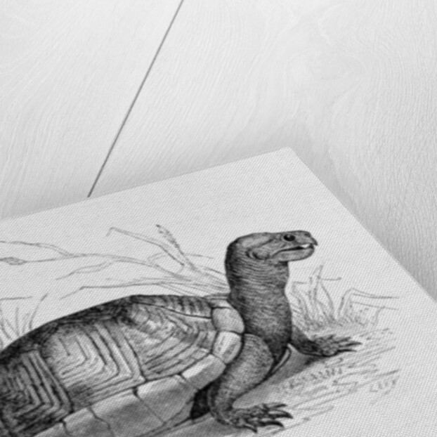 Snuff-box Tortoise by French School