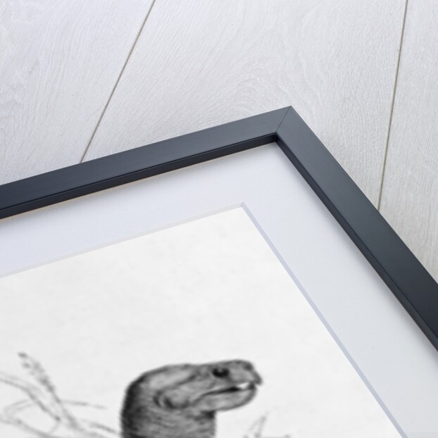 Snuff-box Tortoise by French School