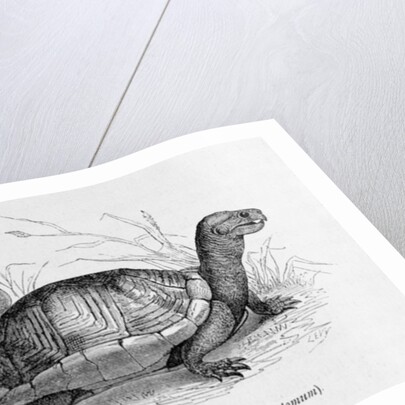 Snuff-box Tortoise by French School