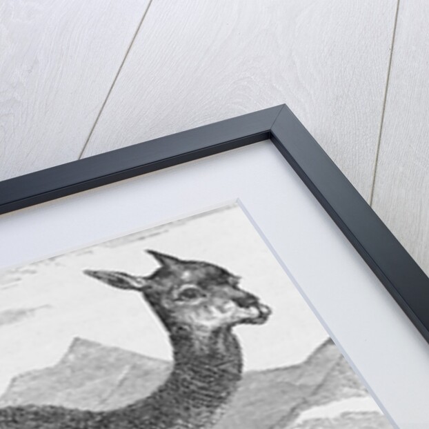 The Vicuna at the Rio de Azufre by English School