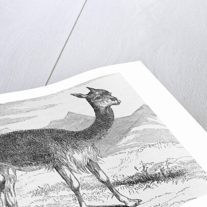 The Vicuna at the Rio de Azufre by English School