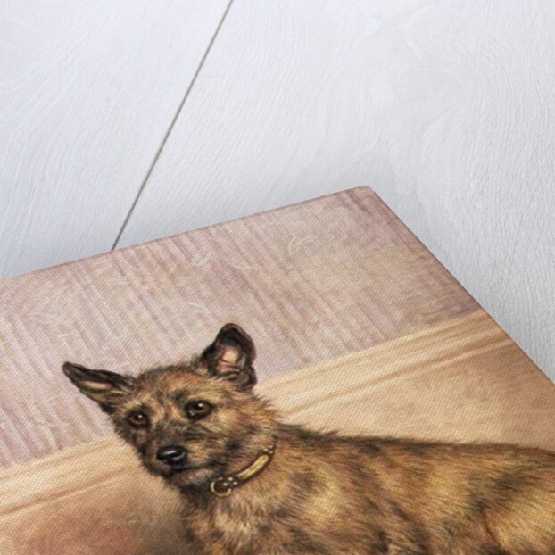 Waiting to Play, a Cairn terrier with a ball by Frank Paton