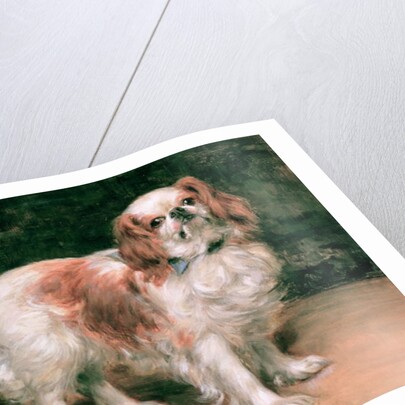 King Charles Spaniel, 1907 by George Sheridan Knowles