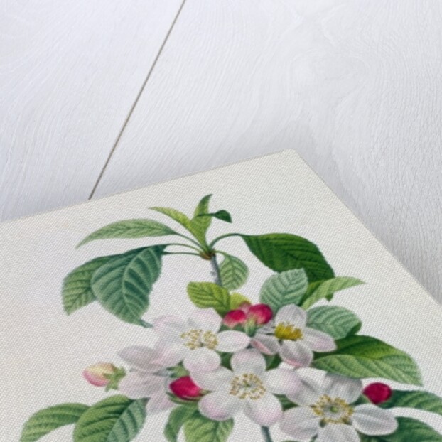 Apple Blossom by Pierre Joseph Redoute
