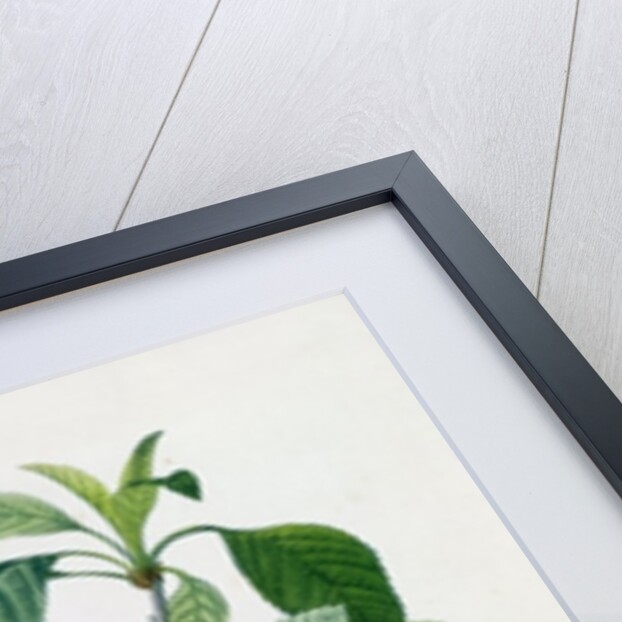 Apple Blossom by Pierre Joseph Redoute