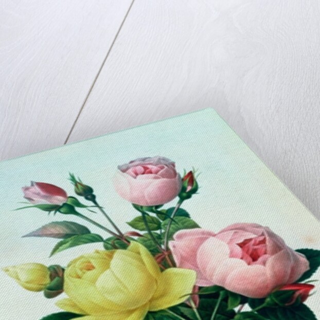 Rosa Lutea and Rosa Indica by Pierre Joseph Redouté