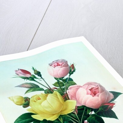 Rosa Lutea and Rosa Indica by Pierre Joseph Redouté