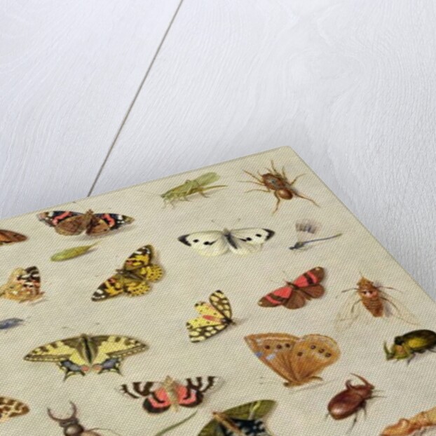 A Study of Insects by Jan van the Elder Kessel