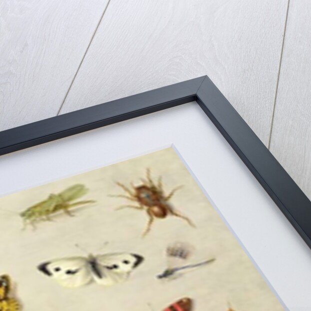 A Study of Insects by Jan van the Elder Kessel