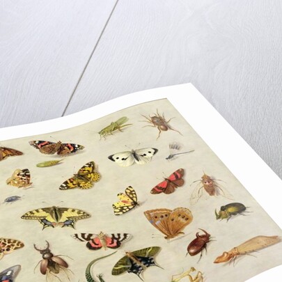 A Study of Insects by Jan van the Elder Kessel