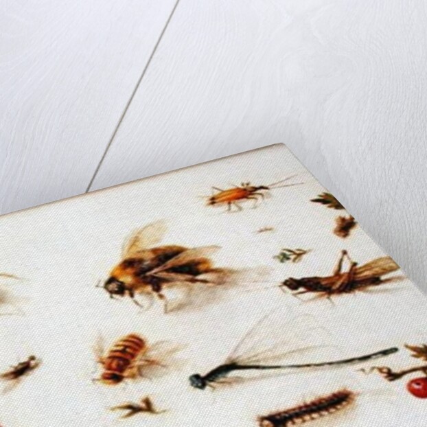 A Study of Insects by Jan the Younger Brueghel