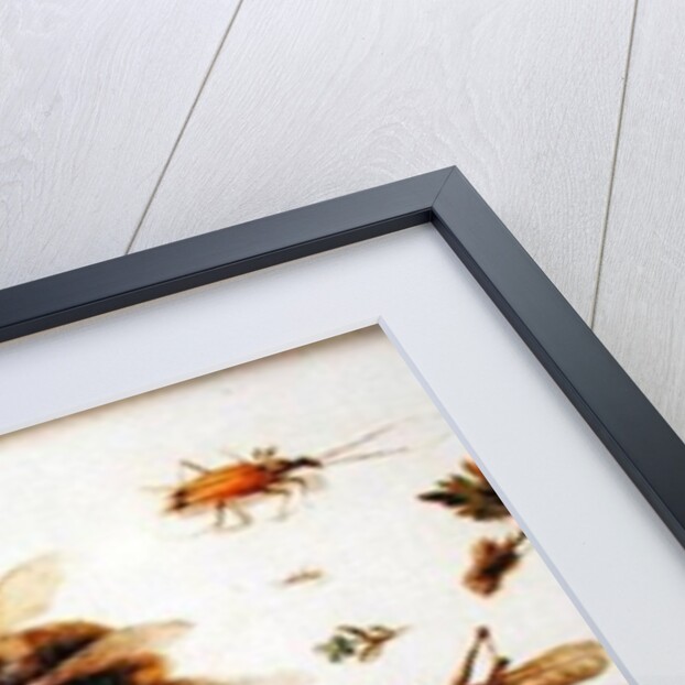 A Study of Insects by Jan the Younger Brueghel