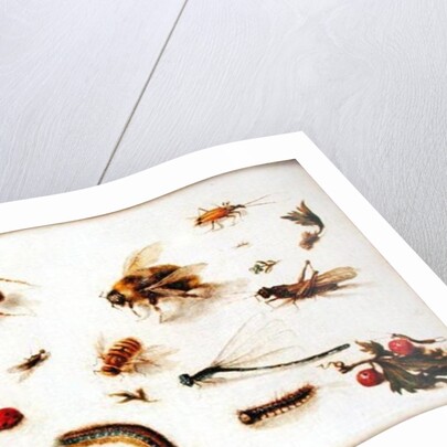 A Study of Insects by Jan the Younger Brueghel