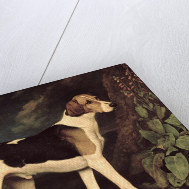 Ringwood, a Brocklesby Foxhound, 1792 by George Stubbs