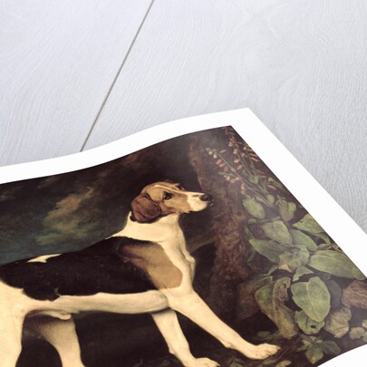 Ringwood, a Brocklesby Foxhound, 1792 by George Stubbs