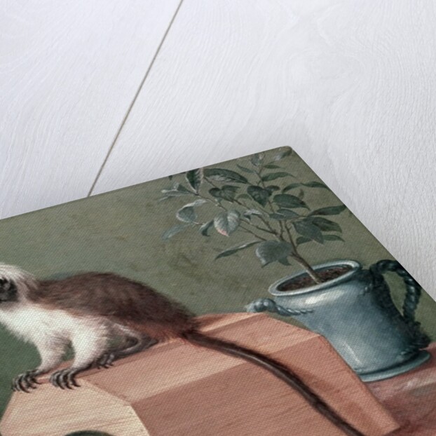 The Favourite Monkey of Carl Linnaeus by Gustavus Hesselius