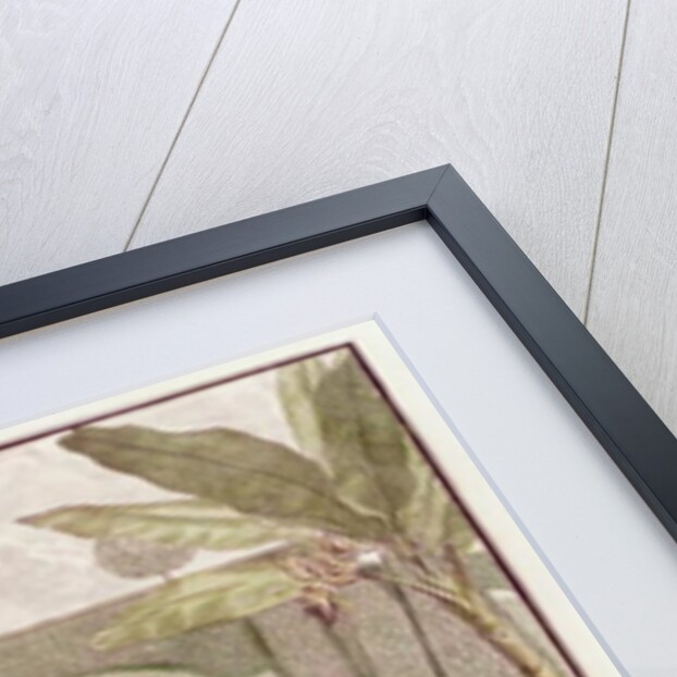 Frontispiece of 'Hortus Cliffortianus' by Carl Linnaeus by Jan Wandelaar