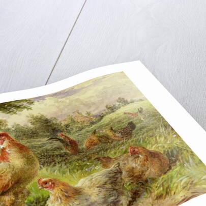 Cochin China Fowls, 19th century by George Hickin