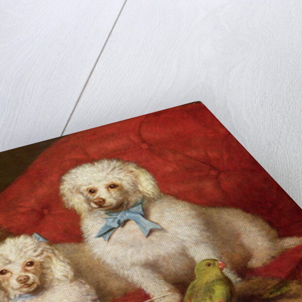 A Pair of Poodles by English School