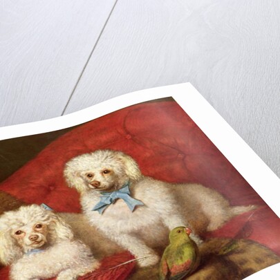 A Pair of Poodles by English School