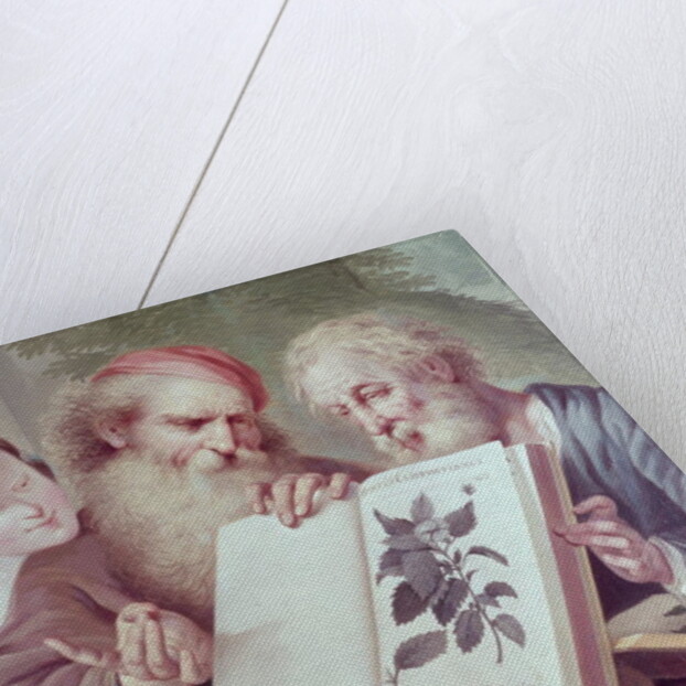 Illustration from Hortus Cliffortianus, by Carl Linnaeus published Amsterdam 1737-38 by Anonymous