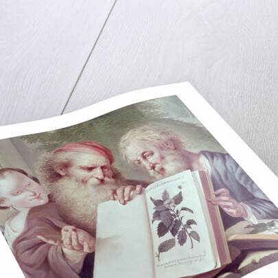 Illustration from Hortus Cliffortianus, by Carl Linnaeus published Amsterdam 1737-38 by Anonymous