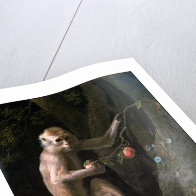 Portrait of a Monkey dated 1774 by George Stubbs