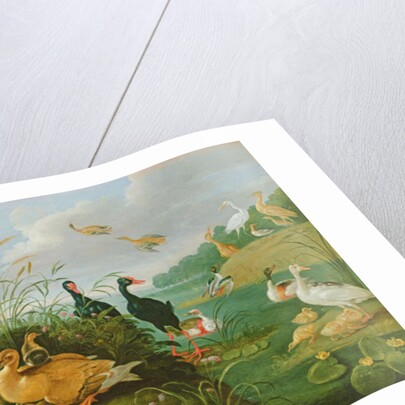 Decorative fowl and ducklings by Jan van the Elder Kessel