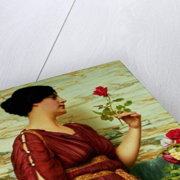 A Red, Red Rose, 1920 by John William Godward
