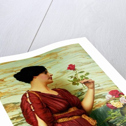 A Red, Red Rose, 1920 by John William Godward