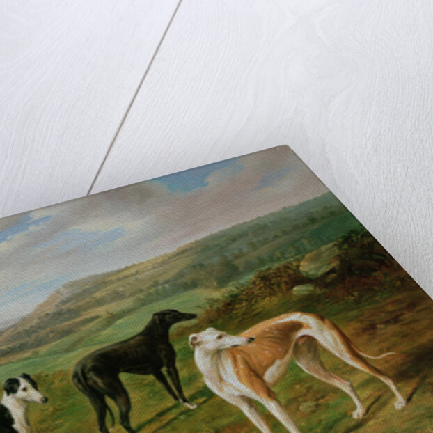 Greyhounds by Benjamin Cam Norton