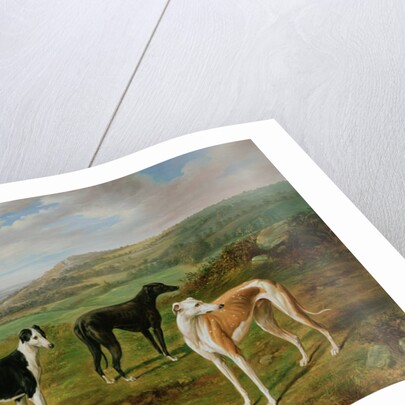 Greyhounds by Benjamin Cam Norton