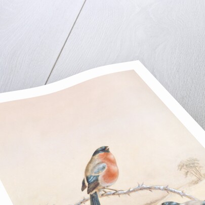 Winter scene with Chaffinch and Holly by Henry Bright