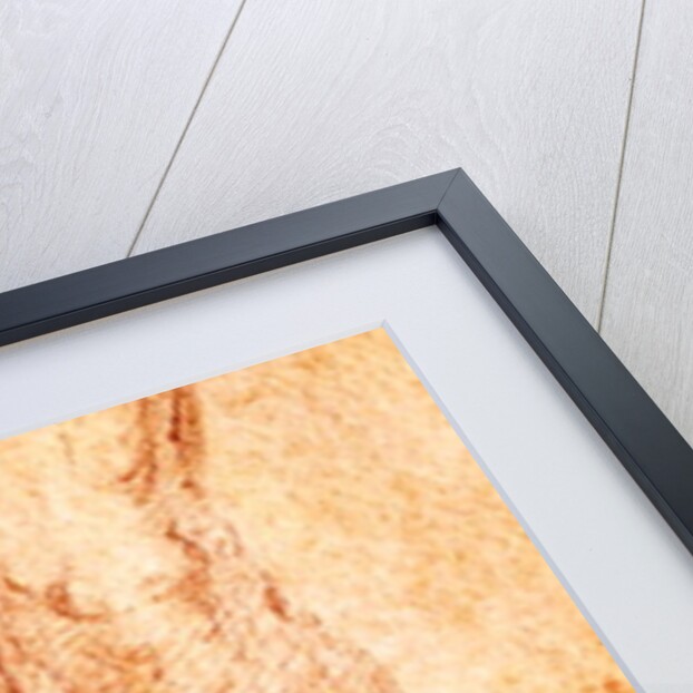 Study for a Crucifixion by Michelangelo Buonarroti