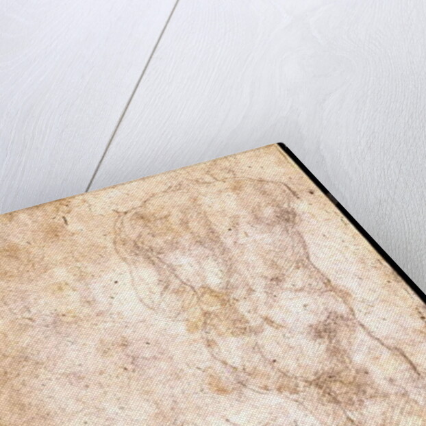 Study of a Male Nude by Michelangelo Buonarroti