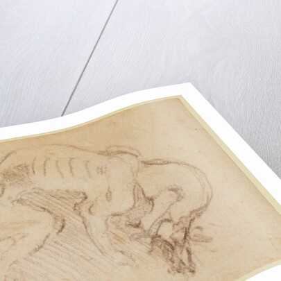 Study of a dog by Michelangelo Buonarroti