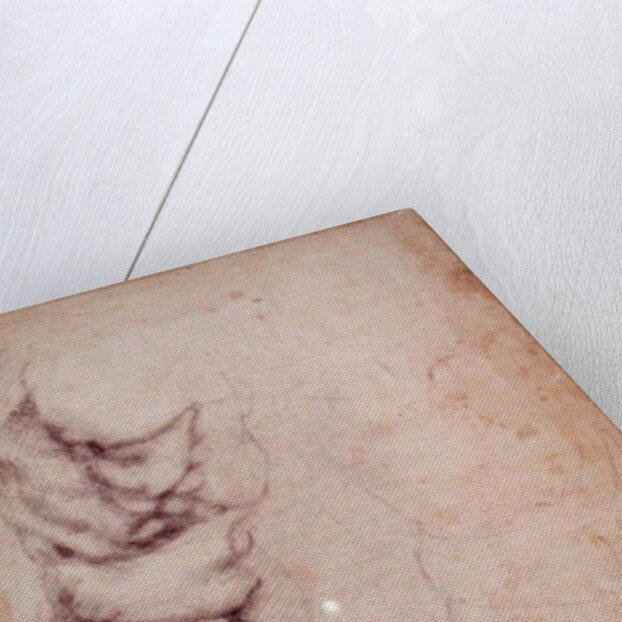 Study of torso and buttock by Michelangelo Buonarroti