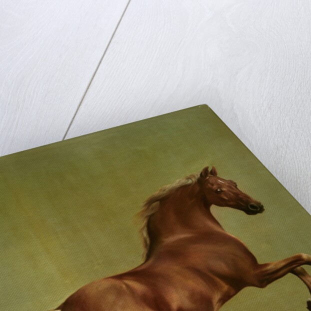 Whistlejacket, 1762 by George Stubbs