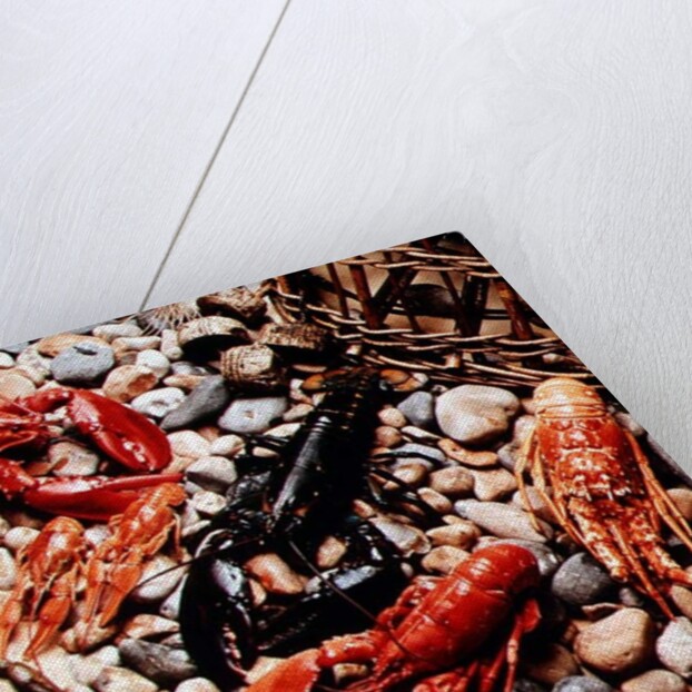 Collection of Shellfish by Anonymous